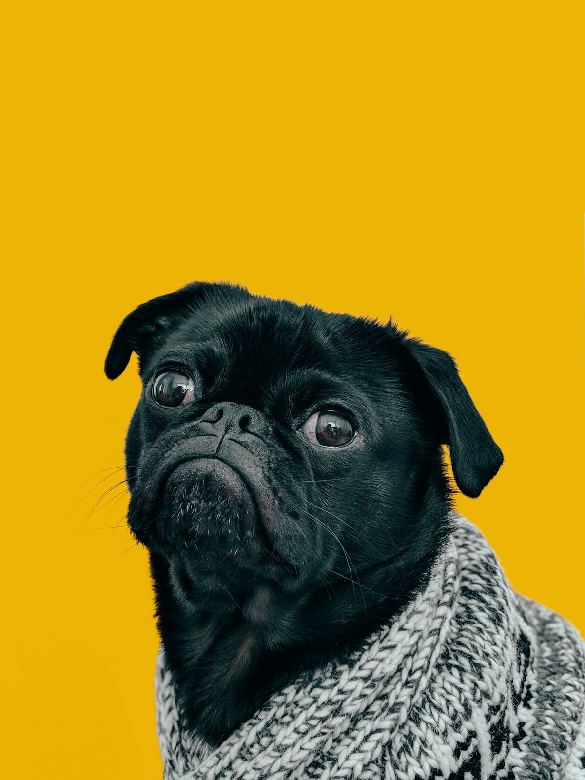 A black rescue dog available for adoption